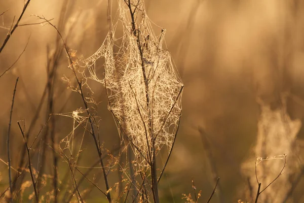 Spinnenweb Met Kleurrijke Achtergrond Natuur Serie — Stockfoto