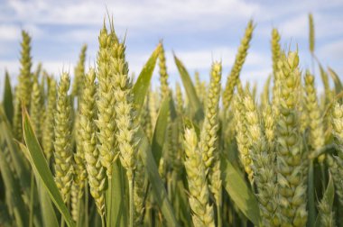 Altın buğday tarlası ve mavi gökyüzü, tarım tarlası