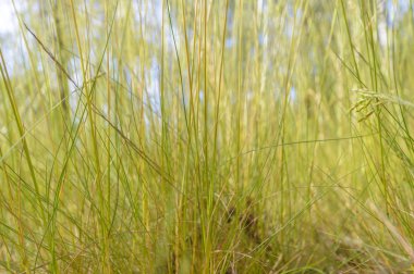 bitkiler doğal arka plan, doğa serisi için
