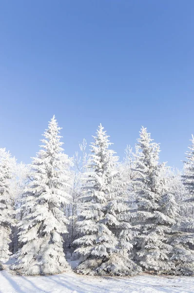 Frozen Tree Winter Field Blue Sky Winter Tree — Stock Photo, Image