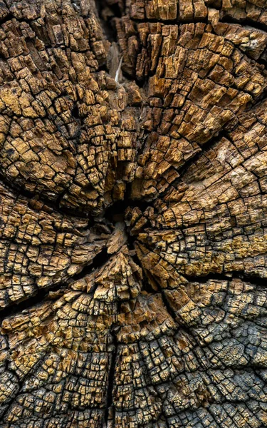 Старая Текстура Дерева Фона Серия Природы — стоковое фото