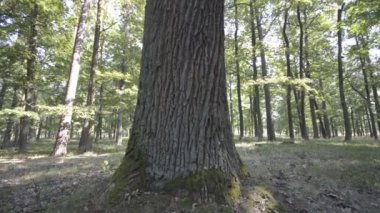 Büyük ağaç, doğa serisi.
