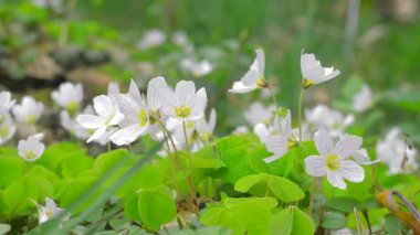 Ormanda bahar, doğa serisi.