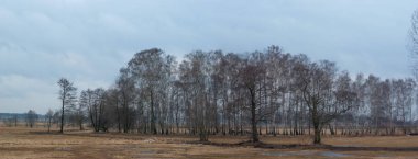 kış ormanlarında soğuk hava, doğa serisi