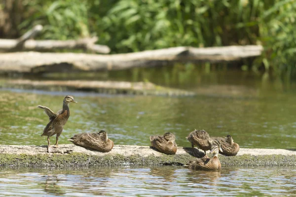 Muitas Aves Seu Habitat Natural Série Natureza — Fotografia de Stock