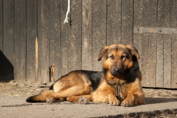 Lustiger Hund Bei Sonnigem Tag Tierserie — Stockfoto