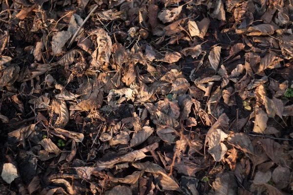 Naturhintergrund Mit Farbigen Blättern Natur Serie — Stockfoto