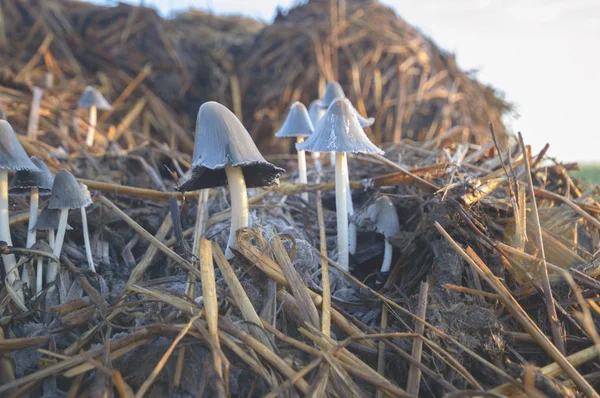 Forest Mushroom Longtime Rain Nature Series — Stock Photo, Image