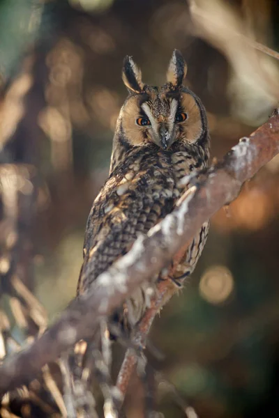 Schöne Eule Freier Wildbahn Natur Serie — Stockfoto