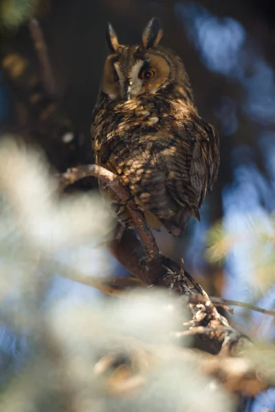 Vacker Uggla Vilda Natur Serien — Stockfoto