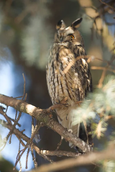 Vacker Uggla Vilda Natur Serien — Stockfoto