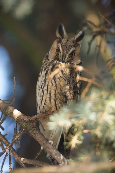Beautiful Owl Wild Nature Series — Stock Photo, Image