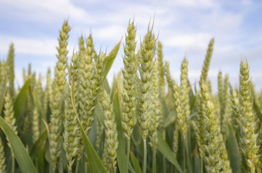 Altın buğday tarlası ve mavi gökyüzü, tarım tarlası