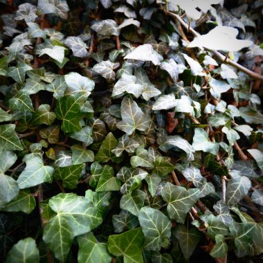 bitkiler doğal arka plan, doğa serisi için