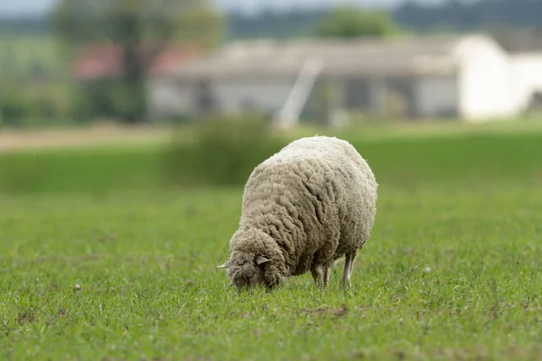 Schafe Auf Gras Mit Blauem Himmel Einige Blicken Die Kamera — Stockfoto