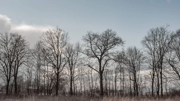 Vecchio Grande Albero Sfondo Colore Con Cielo Blu Serie Natura — Foto Stock