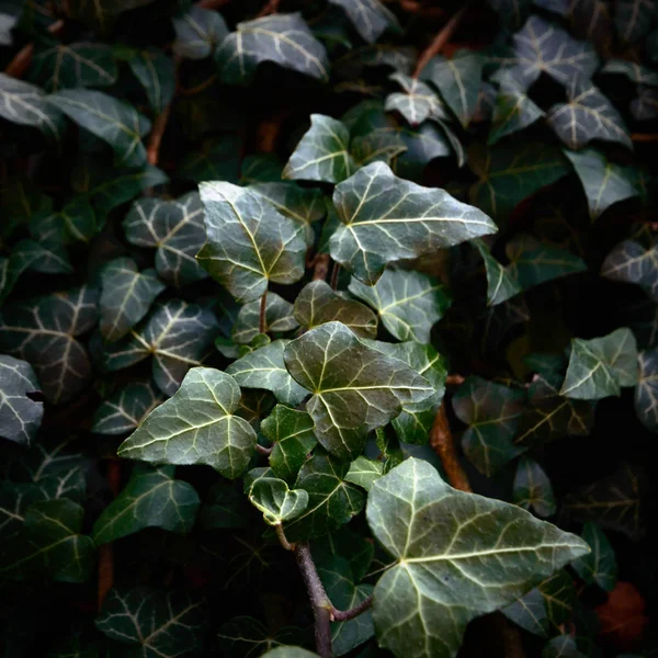 植物天然的背景 自然系列 — 图库照片