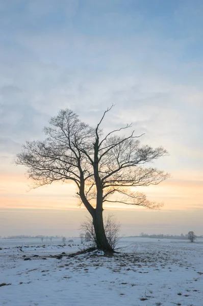 青い空 自然シリーズと色の背景上 古い大きな木 — ストック写真