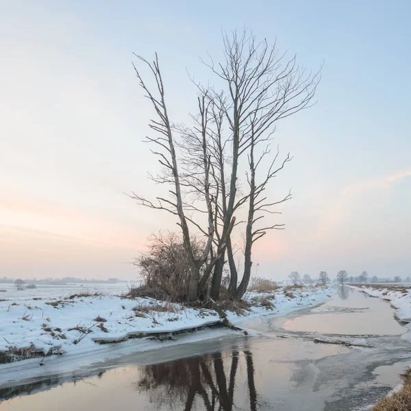 Starý Velký Strom Barvu Pozadí Modrou Oblohou Série Nature — Stock fotografie