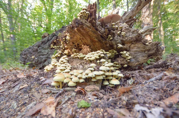 Cogumelo Floresta Após Chuva Longa Data Série Natureza — Fotografia de Stock