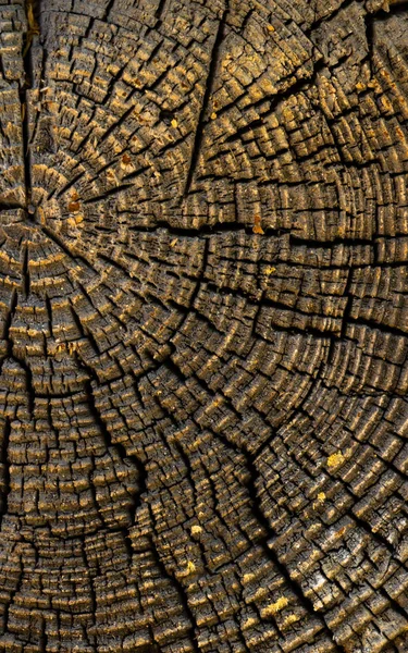 Textura Madeira Velha Para Fundo Série Natureza — Fotografia de Stock