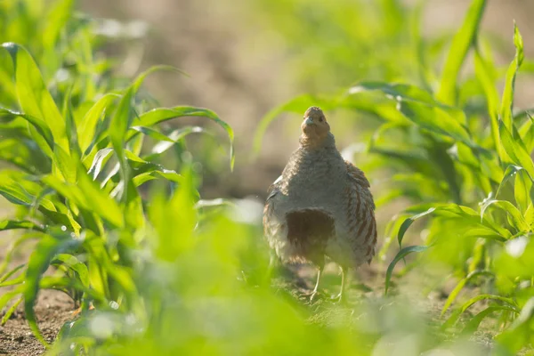 Landwirtschaftlicher Bereich Natur Und Landwirtschaft — Stockfoto