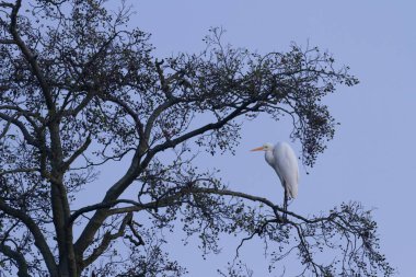 Doğal ortamdaki vahşi kuş, doğa serisi.