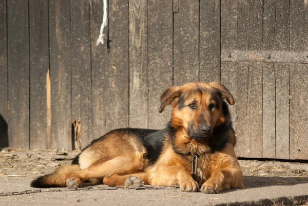 有趣的狗在阳光灿烂的日子 动物系列 — 图库照片