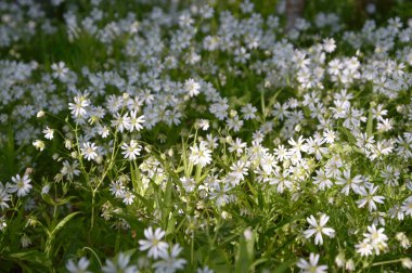 Renkli bir arkaplan olarak çiçekler, makro fotoğraf, doğa serisi
