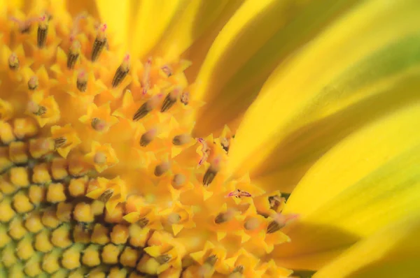 Kwiaty Jako Kolorowe Tło Makro Zdjęcie Seria Przyrodnicza — Zdjęcie stockowe