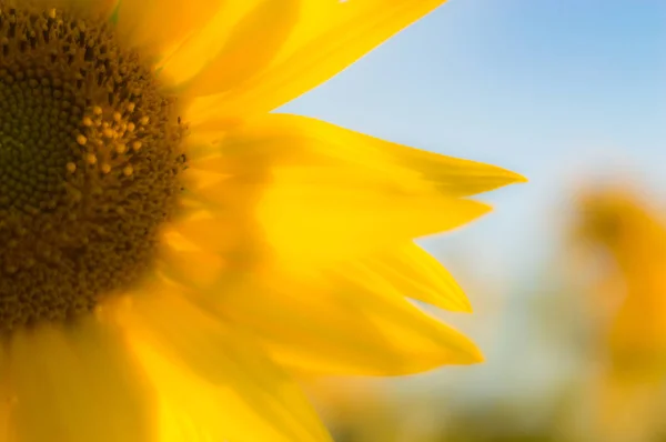 Blommor Som Färgstark Bakgrund Makro Foto Natur Serie — Stockfoto