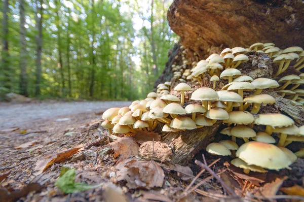 森林蘑菇后长期雨 自然系列 — 图库照片