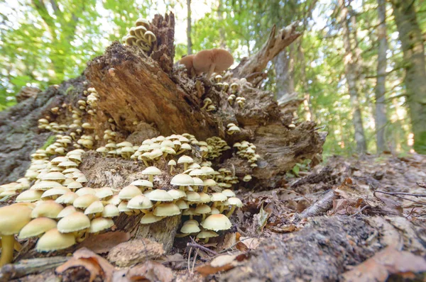 Seta Del Bosque Después Lluvia Durante Mucho Tiempo Serie Naturaleza — Foto de Stock