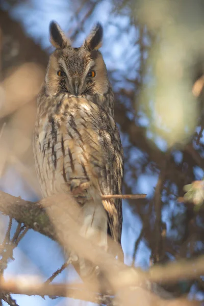 Vacker Uggla Vilda Natur Serien — Stockfoto