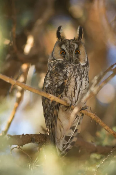 Vacker Uggla Vilda Natur Serien — Stockfoto