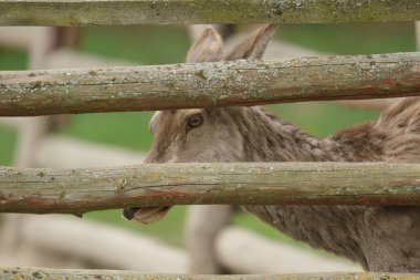esir içinde geyik, bir kafes geyik, Doğa Serisi
