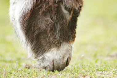 eşek bir alan içinde güneşli bir gün, doğa serisi