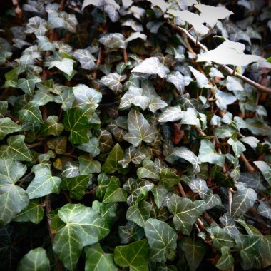 bitkiler doğal arka plan, doğa serisi için