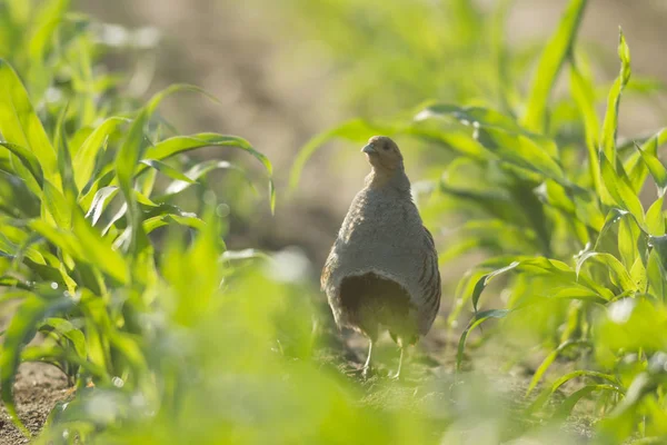 Vilda Fåglar Naturliga Livsmiljöer Naturserier — Stockfoto