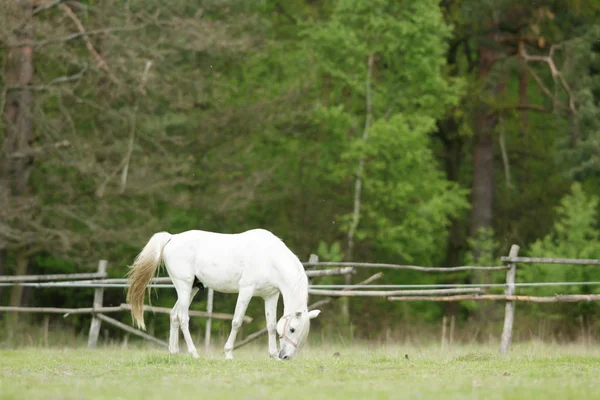 Cavallo Campo Animali Fattoria Serie Natura — Foto Stock