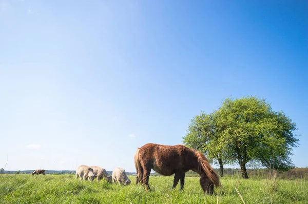 Horse Field Farm Animals Nature Series — Stock Photo, Image