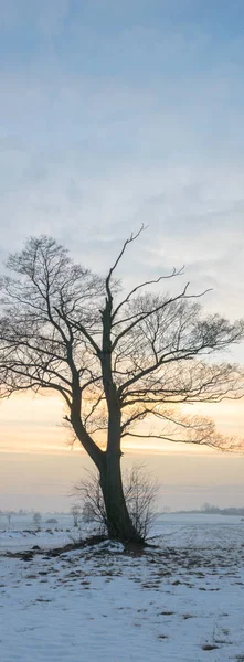 Starý Velký Strom Barvu Pozadí Modrou Oblohou Série Nature — Stock fotografie