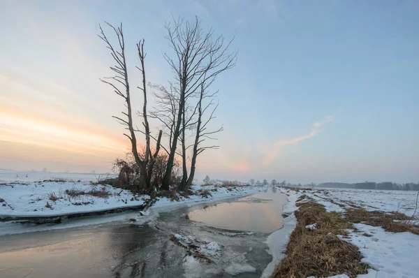 Starý Velký Strom Barvu Pozadí Modrou Oblohou Série Nature — Stock fotografie