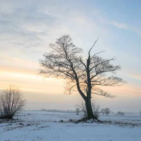 Gammelt Stort Træ Farve Baggrund Med Blå Himmel Natur Serie - Stock-foto