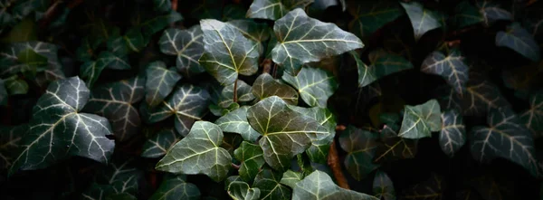 自然な背景 自然シリーズのための植物 — ストック写真