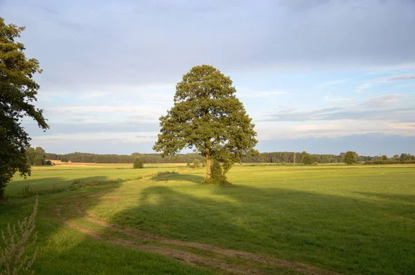 Oude Grote Boom Kleur Achtergrond Met Blauwe Hemel Aard Serie — Stockfoto