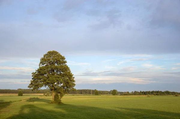 Oude Grote Boom Kleur Achtergrond Met Blauwe Hemel Aard Serie — Stockfoto