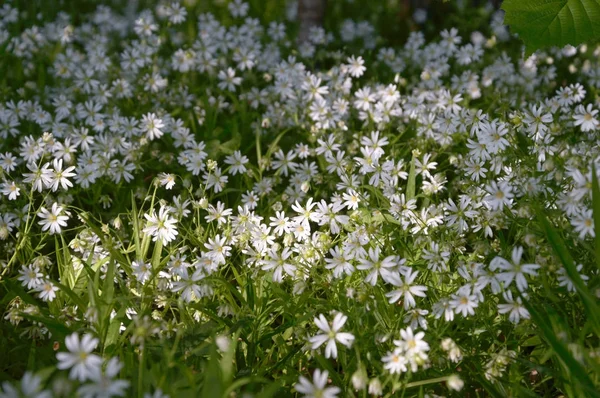 Blommor Som Färgstark Bakgrund Makro Foto Natur Serie — Stockfoto