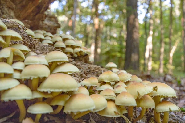 Seta Del Bosque Después Lluvia Durante Mucho Tiempo Serie Naturaleza — Foto de Stock