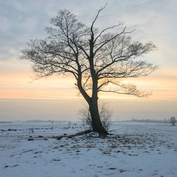 Alter Großer Baum Auf Farbigem Hintergrund Mit Blauem Himmel Natur — Stockfoto